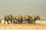 test elefantssd von tester